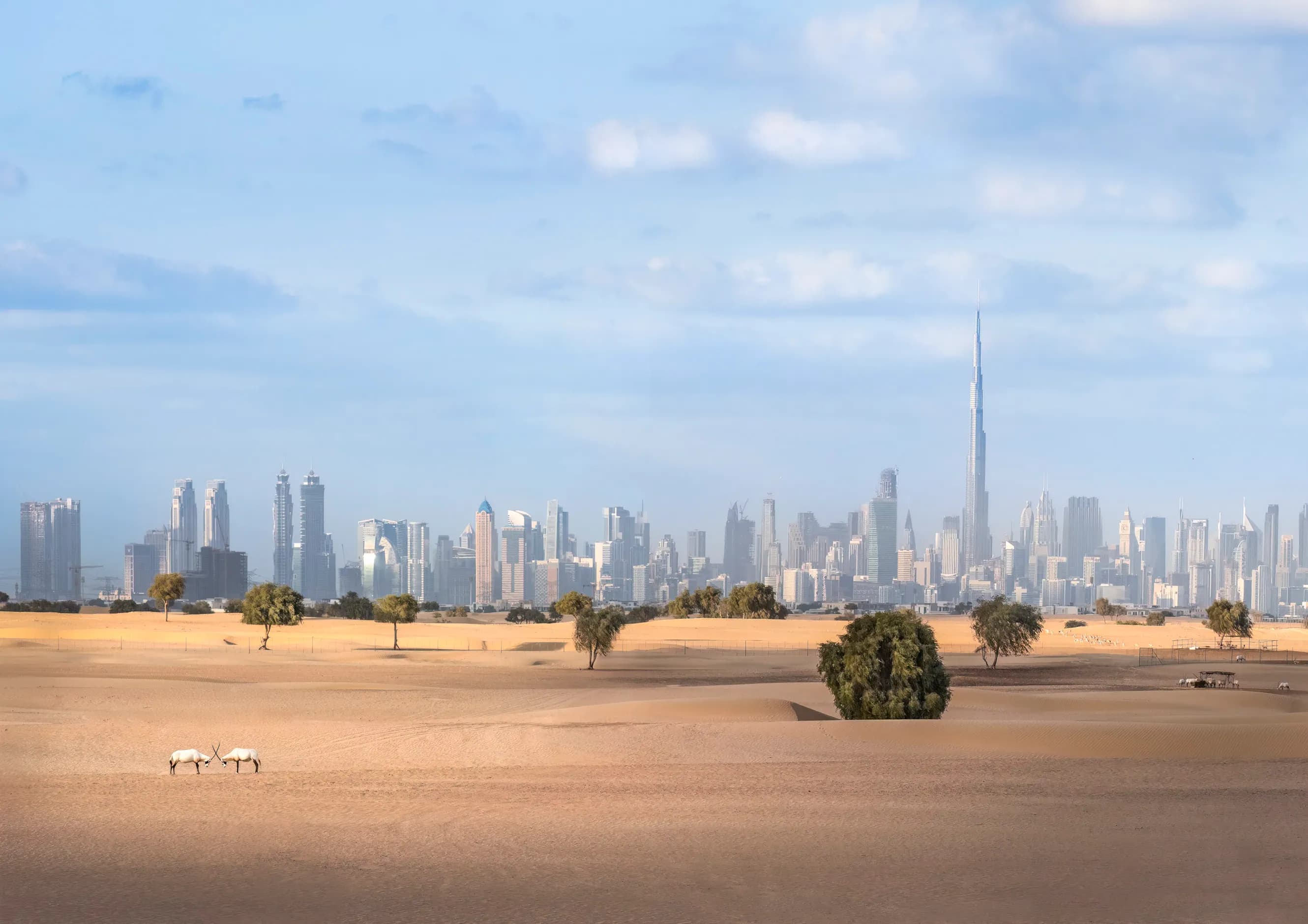 Desert Safari